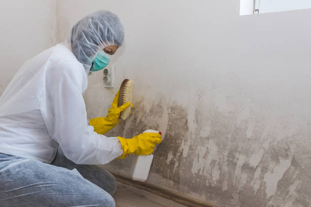 Crawl Space Mold Removal in Argo, AL